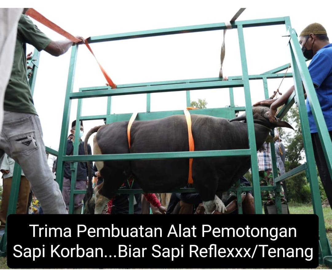 alat pemotong sapi